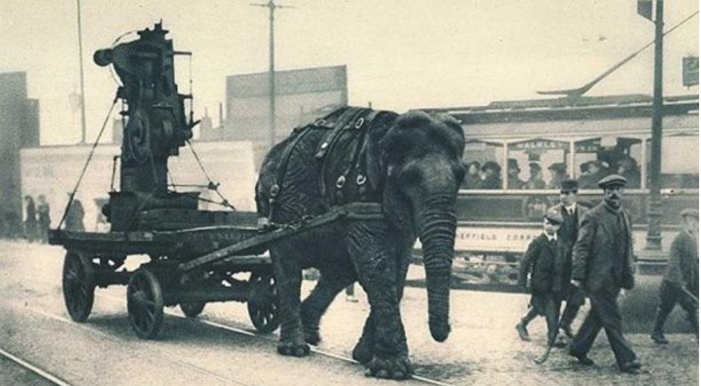 II.Cihan Harbi'nde makine çeken bir ordu fili